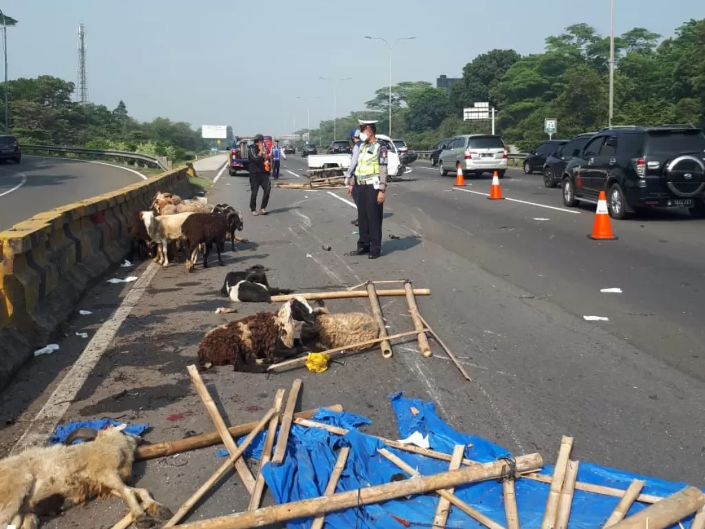 Kecelakaan mobil pengangkut hewan kurban di jalan tol. (Dok. Ditlantas Polda Metro Jaya).