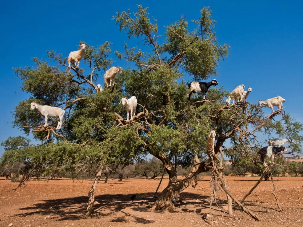Pohon Argan, Maroko. (en.wikipedia.org)