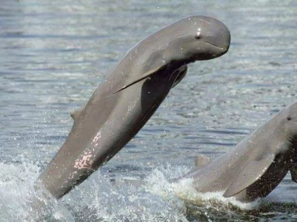 Pesut Sungai Mahakam yang mirip dengan lumba-lumba. (Twitter/istimewa)