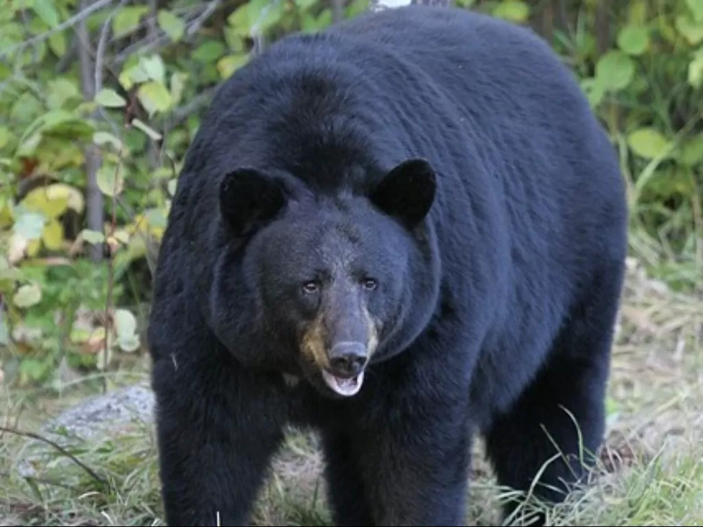 Ilustrasi beruang hitam. (en.wikipedia.org)