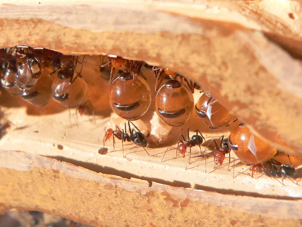 Semut madu atau honeypot ant.  (Wikipedia/Greg Hume)