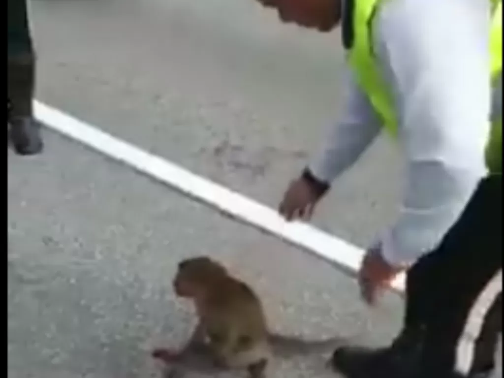 Aksi polisi menolong monyet terluka di tengah jalan. (Screenshoot/Facebook/Info Roadblock JPJ/POLIS)