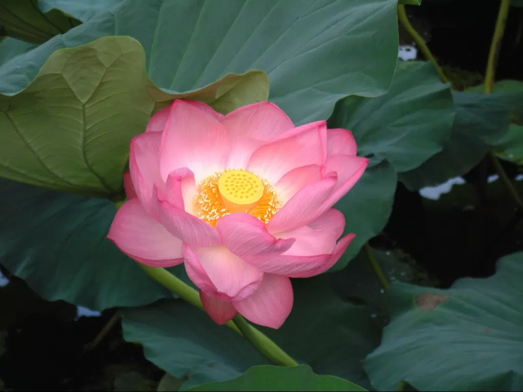 Bunga lotus (Nelumbo Nucifera). (wikipedia.org/Shin)