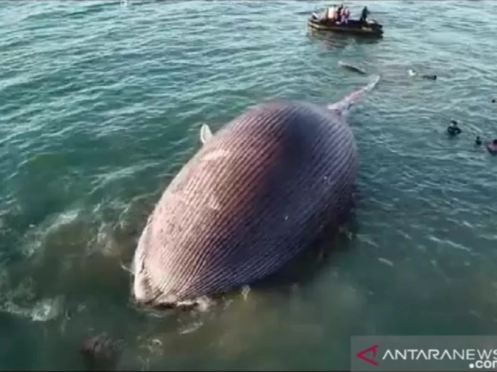 Bangkai paus biru terdampar di pesisir pantai Kupang, Selasa (21/7/2020). (ANTARA/HO BKSDA)