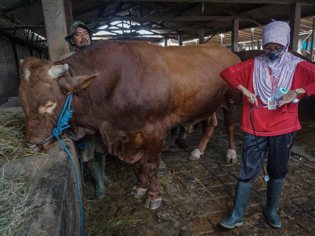 Petugas Dinas Pertanian dan Perikanan memeriksa sapi yang dibeli Presiden Joko Widodo untuk kurban Idul Adha di Polokarto, Sukoharjo, Jawa Tengah, Jumat (24/7/2020). (ANTARA FOTO/Mohammad Ayudha)
