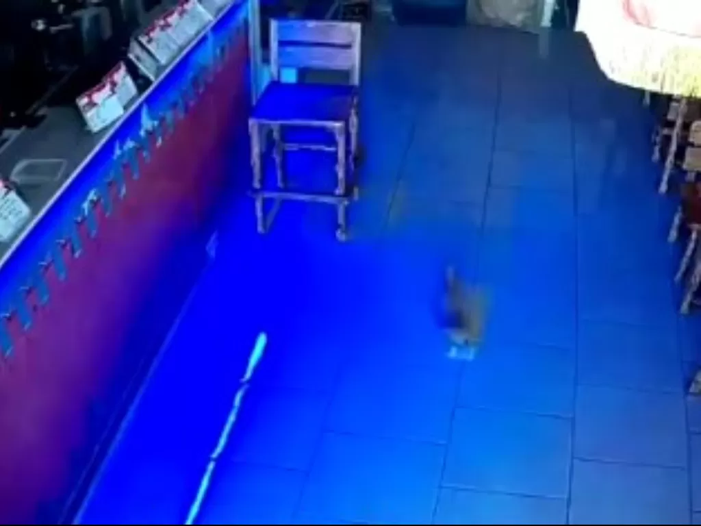 Anak kucing mencuri segepok uang. (Screenshot)