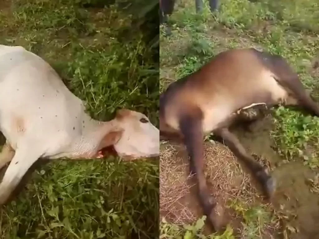 Cuplikan video sapi mati diracun dan digorok.