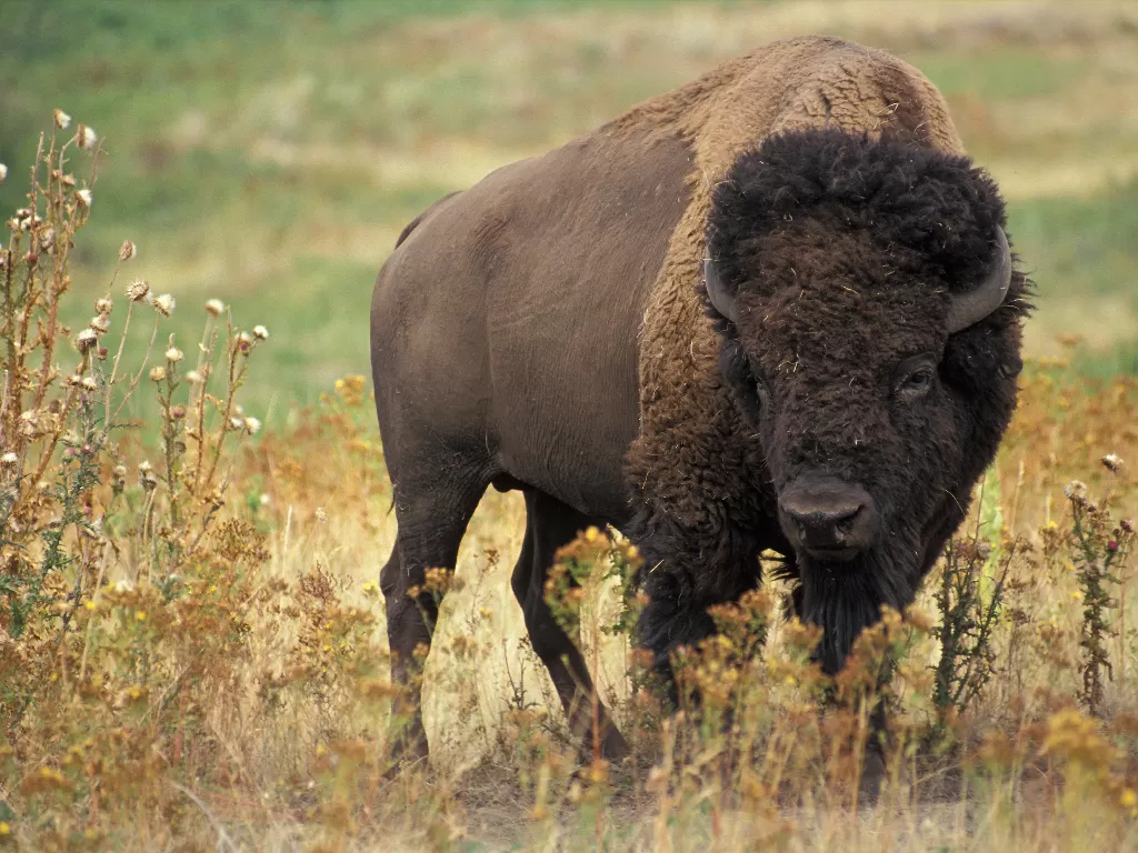 Ilustrasi bison. (wikipedia.org)