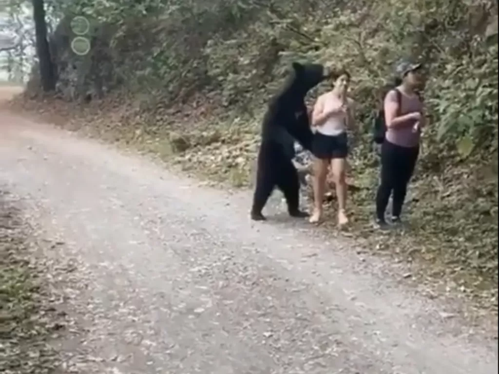 Beruang hitam yang mendekati wanita. (Screenshoot/TikTok/@kalesalad)