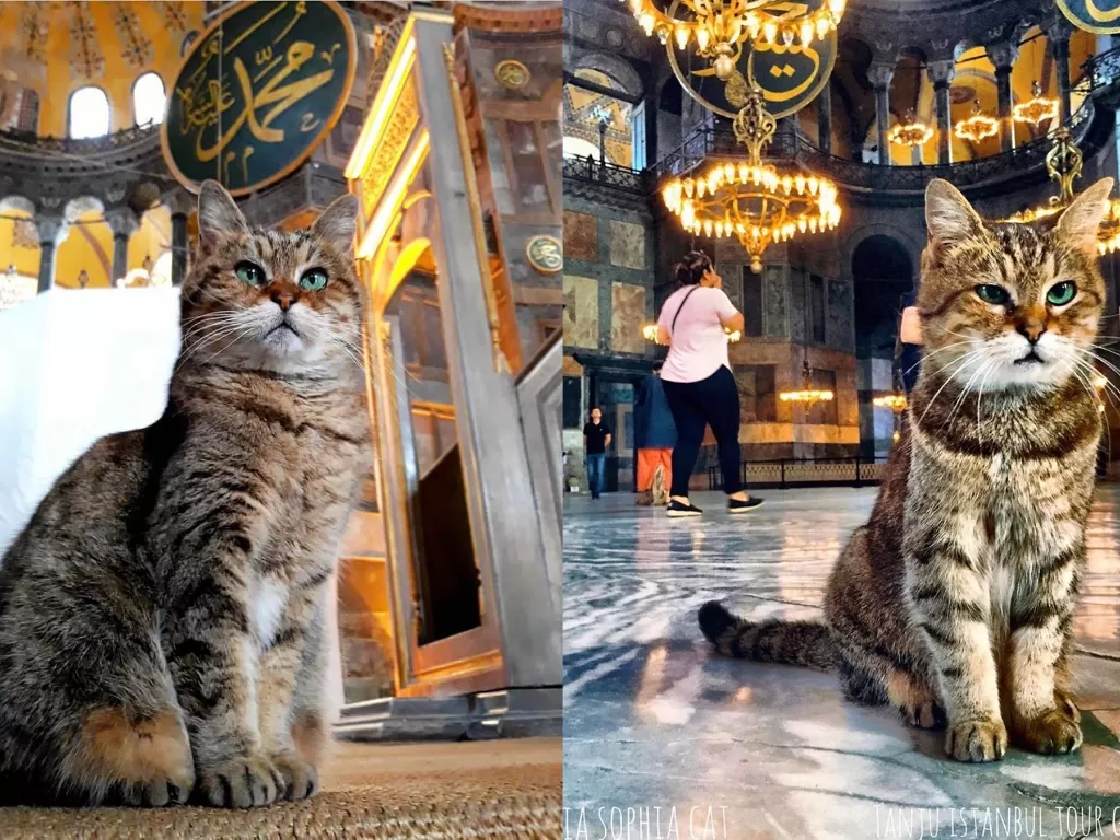 Gli, kucing di Hagia Sophia. (Instagram/@hagiasophiacat)
