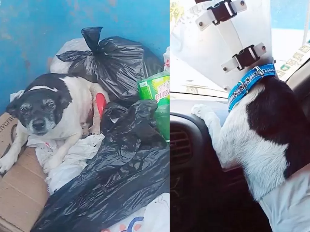 Anjing ini dibuang ke tong sampah karena sakit parah. (Photo/Facebook/Palhinha Rodrigo)