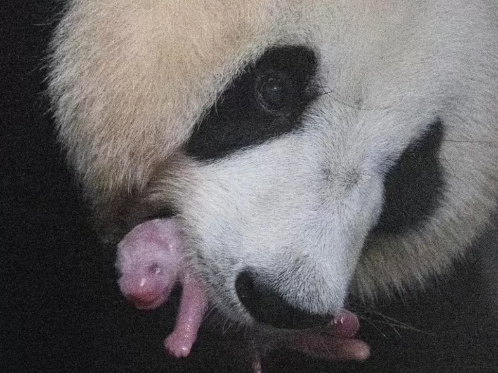 Panda raksasa Tiongkok melahirkan anaknya untuk pertama kali di Korea Selatan. (en.yna.co.kr)