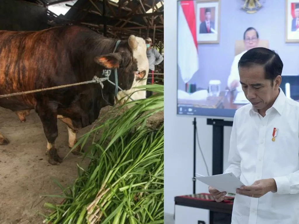 Kiri: Sapi Jokowi untuk dikurbankan di Palangka Raya, Kalimantan Tengah, Jumat (24/7/2020) ANTARA FOTO/Makna Zaezar), kanan: Presiden Jokowi (Instagram/Jokowi)