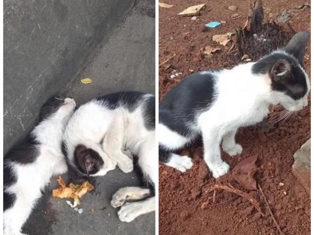 Anak kucing ini memberikan makanan untuk suadaranya yang ternyata sudah mati. (Instagram/@smart.gram)