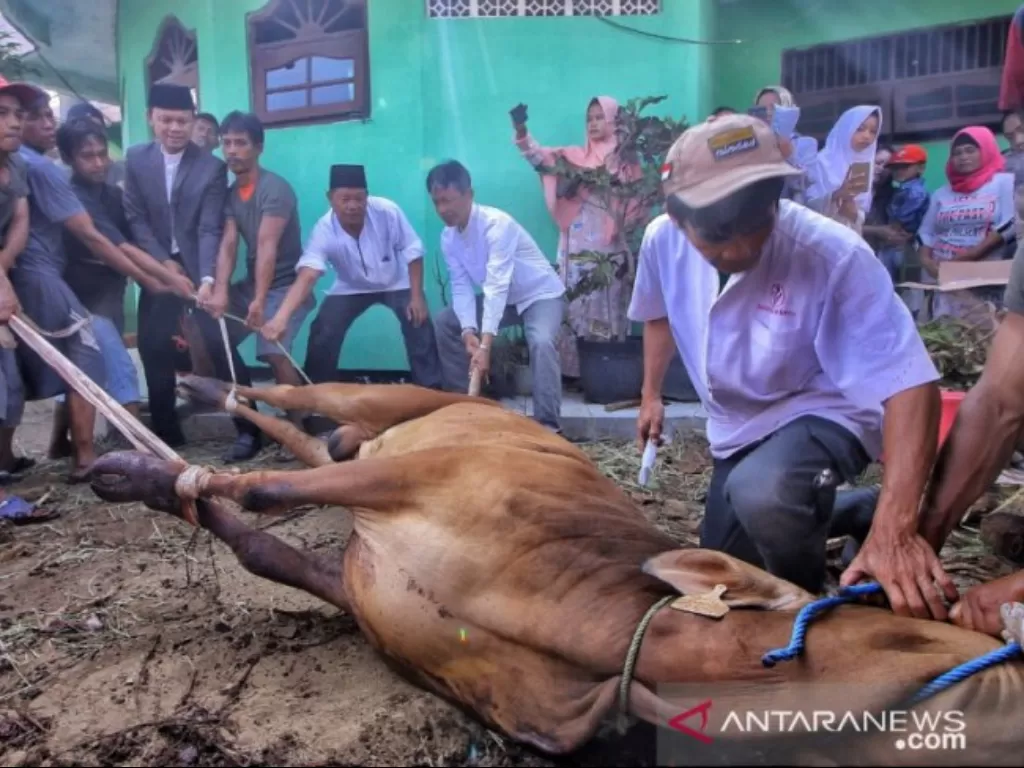 Proses penyembelihan hewan kurban (ANTARA/HO Pemkot Bogor)