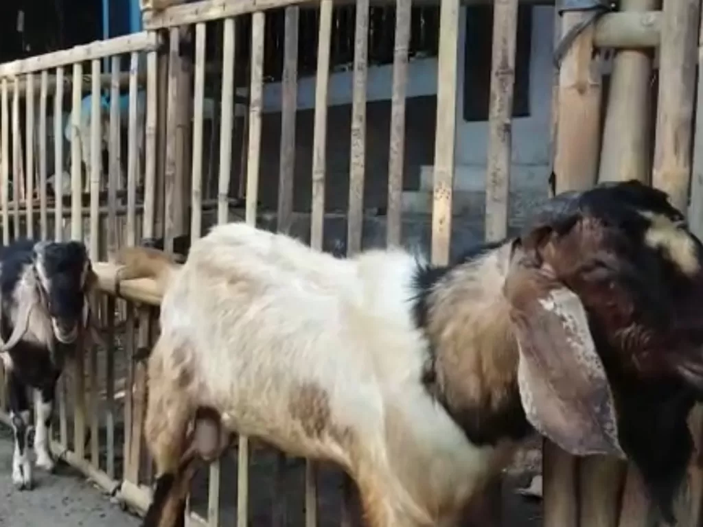 Penjualan hewan kurban Di kawasan Jalan Kyai Haji Mas Mansyur Jakarta Pusat. (INDOZONE/Sigit Nugroho)