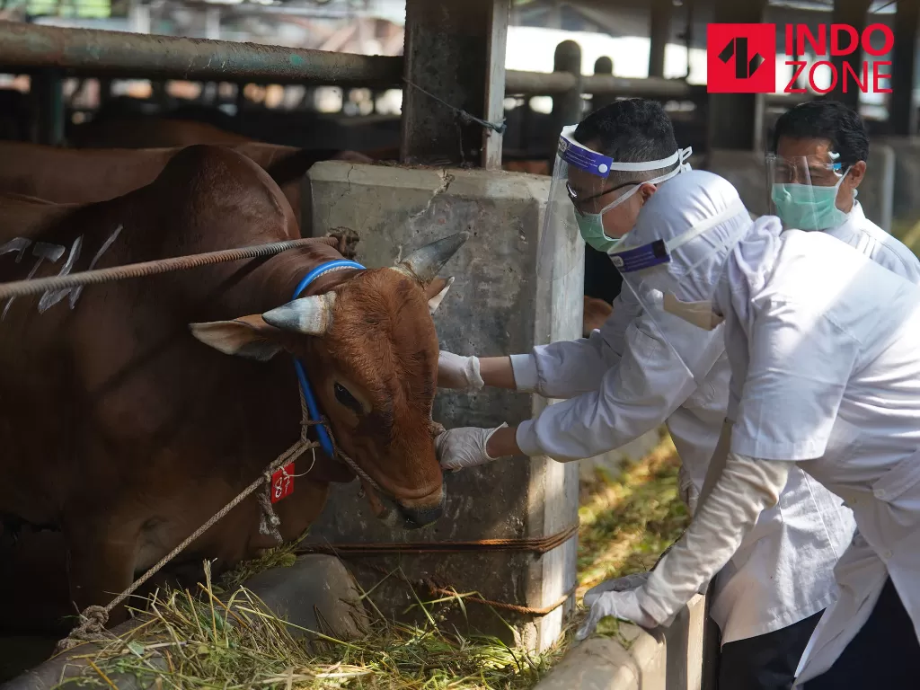 Dokter hewan mengecek kesehatan hewan kurban di Rumah Pemotongan Hewan (RPH) Cakung, Jakarta Timur, Jumat (10/7/2020). (INDOZONE/Arya Manggala)