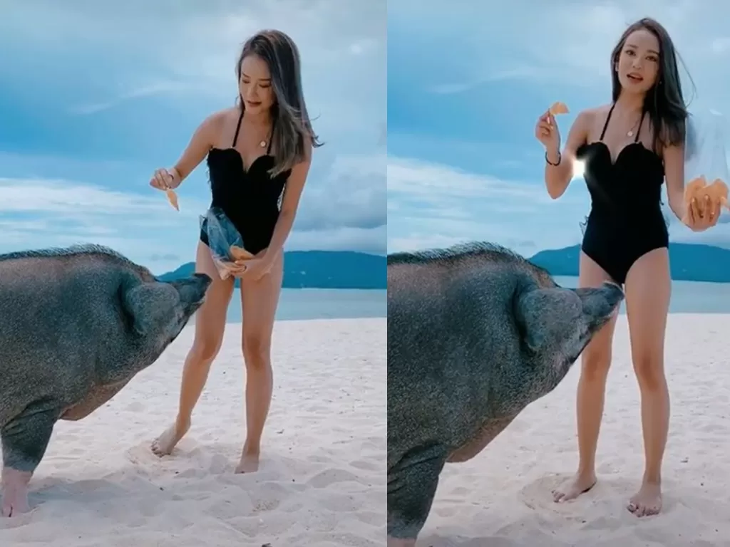 Cuplikan video cewek seksi memberi makan babi. (Foto: Istimewa)