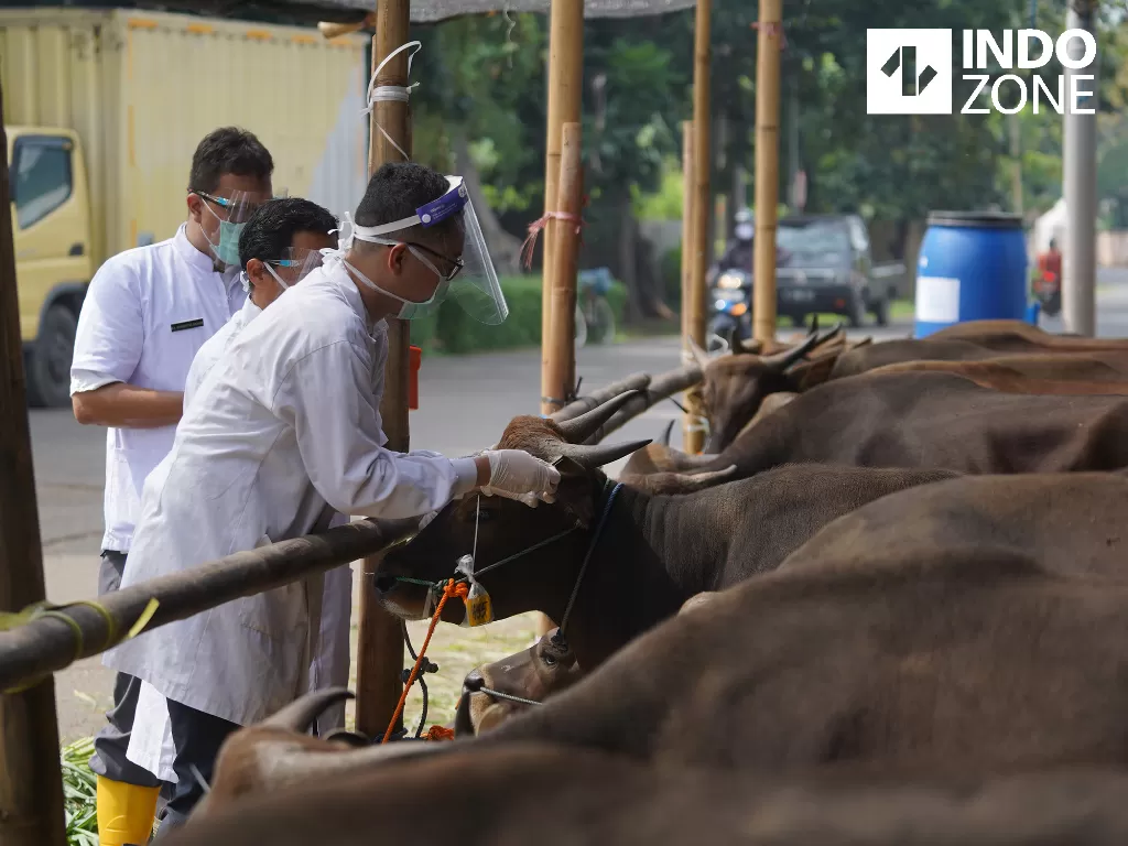 Dokter hewan mengecek kesehatan hewan kurban di Rumah Pemotongan Hewan (RPH) Cakung, Jakarta Timur, Jumat (10/7/2020). (INDOZONE/Arya Manggala)