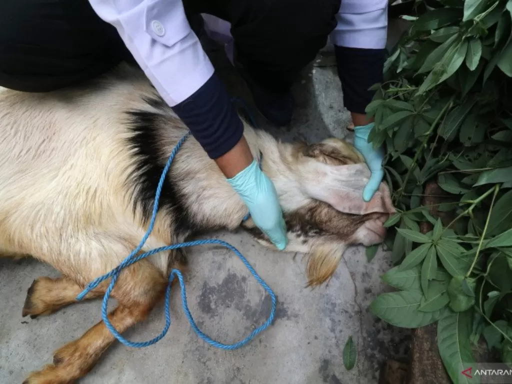 Dokter hewan mempraktekkan menyembelih dengan cara menenangkan dan menutup mata kambing di Mojoroto, Kediri, Rabu (22/7/2020). (ANTARA FOTO/Prasetia Fauzani)