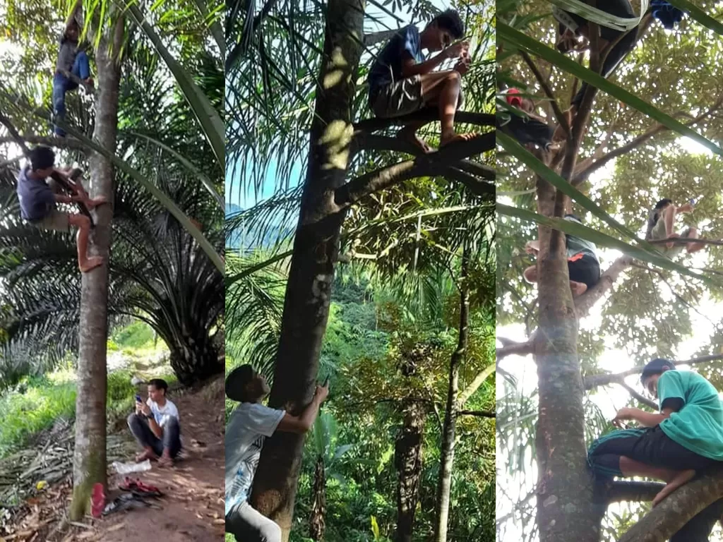 Potret suasana pelajar di Simalungun yang memanjat pohon demi mencari sinyal. (Photo/Facebook/Renni Rosari Sinaga)