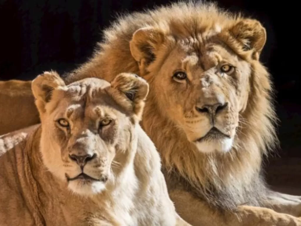 Dua ekor singa Afrika penghuni kebun binatang Los Angeles akan di-eutanasia. (CNN)