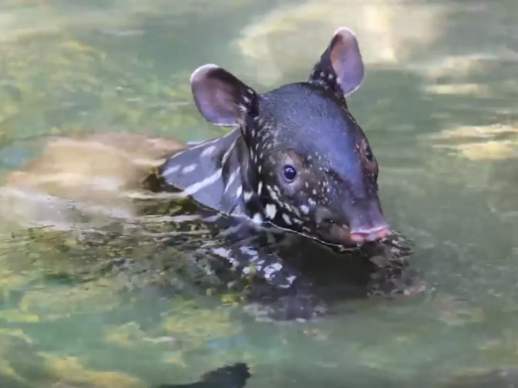 Bayi tapir lagi mandi. (Screenshoot/Facebook/Woodland Park Zoo)