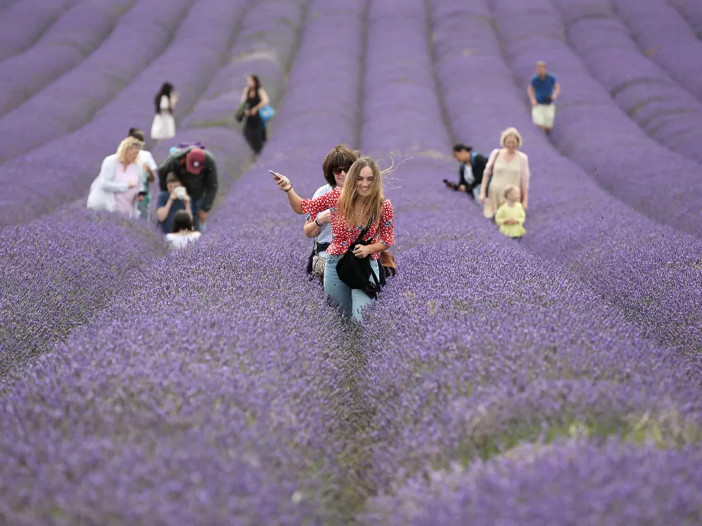 Hamparan bunga lavender di Inggris. (REUTERS/PETER CZIBORRA)