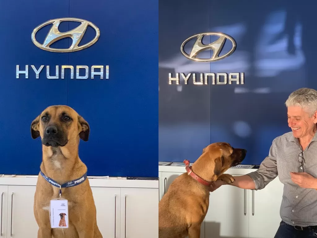 Tucson Prime, anjing jalanan yang menjadi 'karyawan' dealer Hyundai Brazil. (Instagram/@primehyundai)