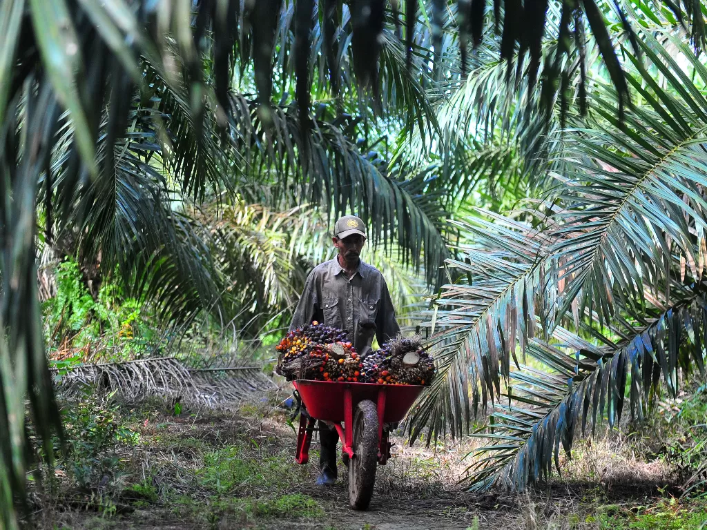 Pekerja mengangkut tandan buah segar (TBS) kelapa sawit di Muara Sabak Barat, Tajungjabung Timur, Jambi. (ANTARA/Wahdi Septiawan)