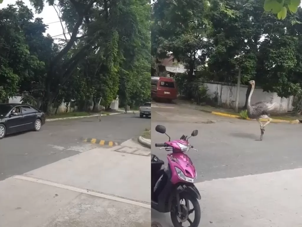 Burung unta yang lari dari kandangnya di Filipina (photo/Youtube/ViralPress)