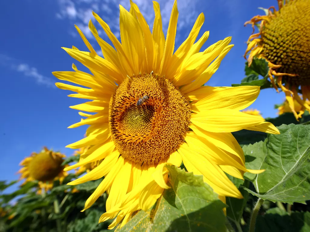 Bunga matahari mekar. (REUTERS/MICHAEL DALDER)