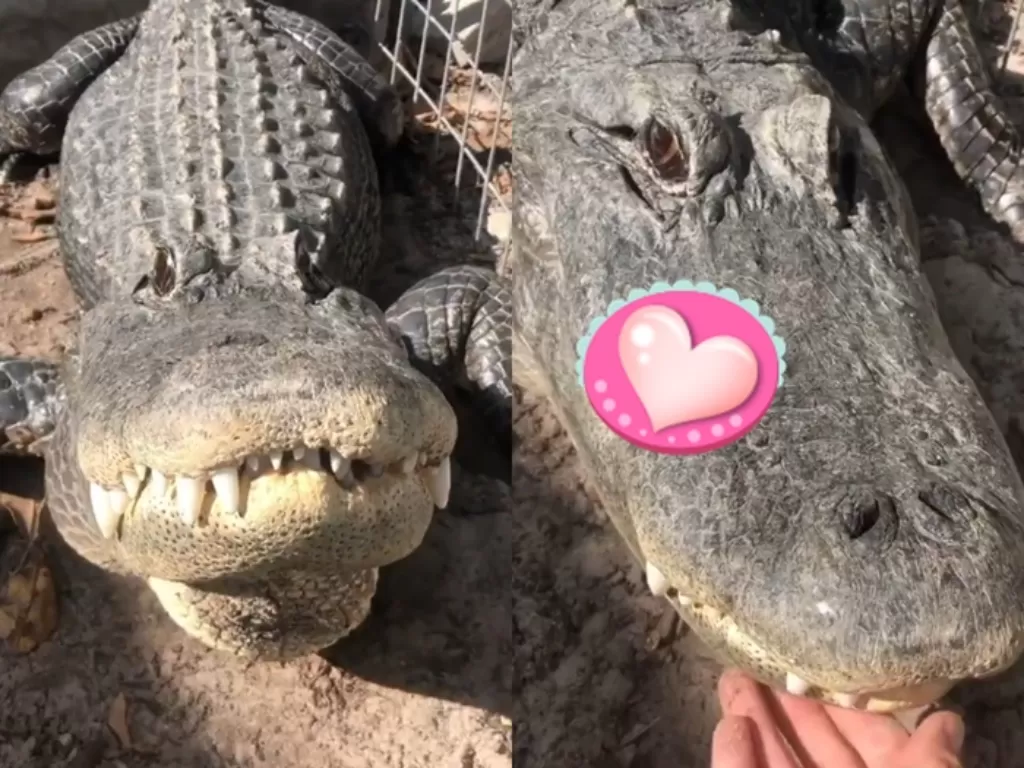 Suara aligator yang tengah viral di Twitter (Twitter/GatorsDaily)