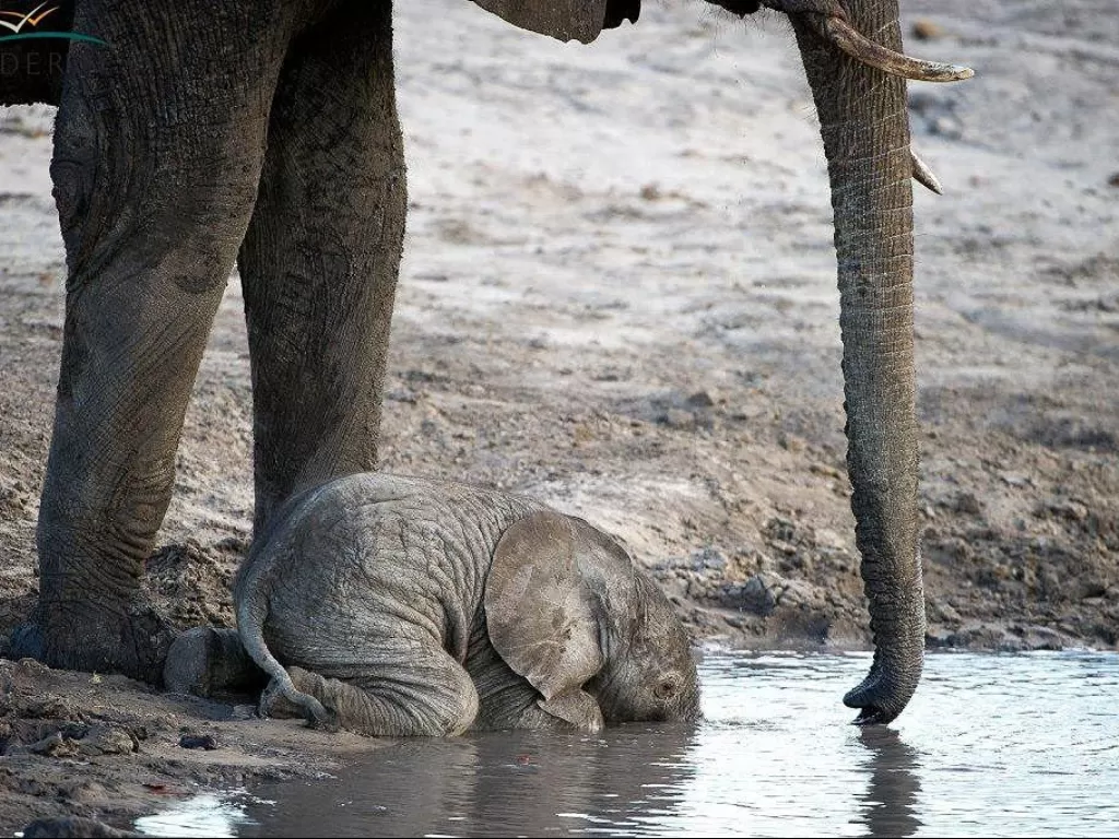 Foto bayi gajah yang belum mengerti cara minum (OneBigPhoto/Dana Allen)