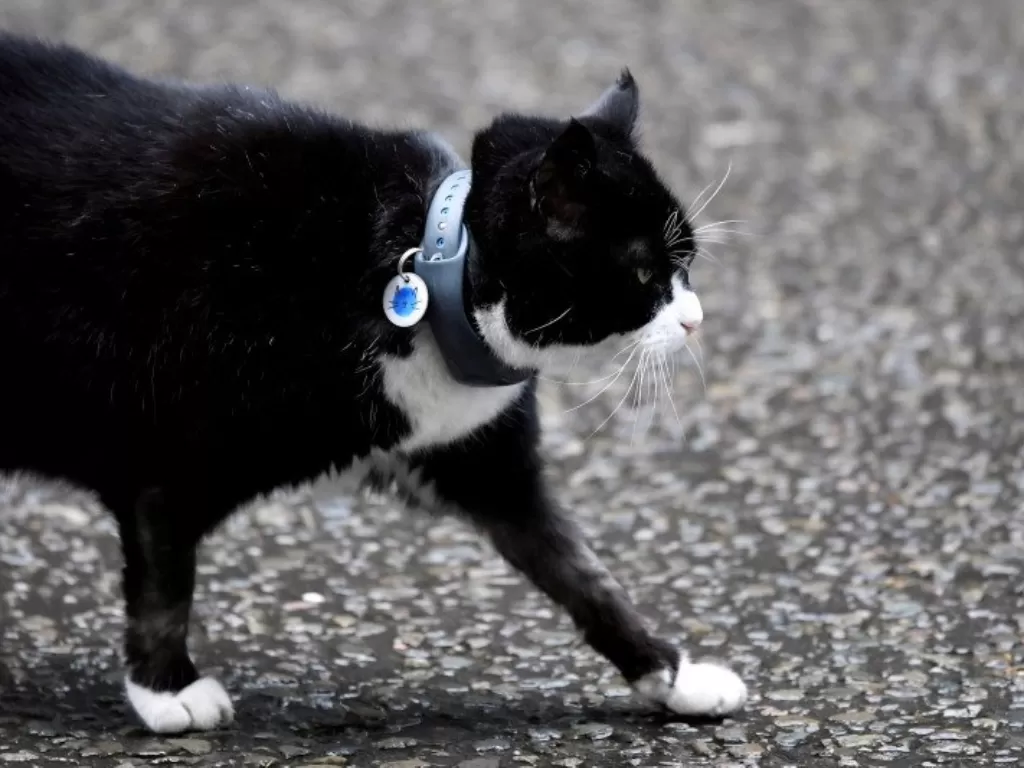 almerston, kucing di kantor Kementerian Luar Negeri Inggris, berjalan di luar Downing Street, London, Inggris, 2 April 2019. (REUTERS/Toby Melville)