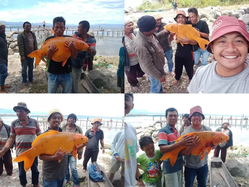 Ikan emas berukuran jumbo yang ditangkap warga di Danau Tob belum lama ini. (Facebook Juliarson Saragih).