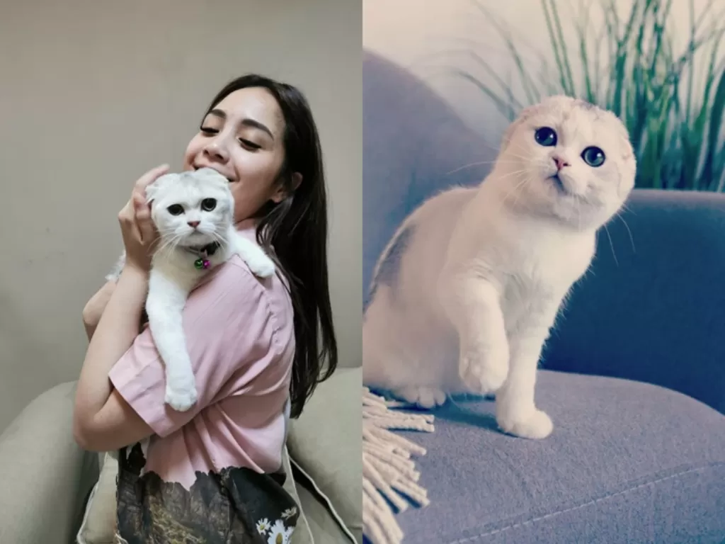 Kucing terbaru Nagita Slavina (Instagram/mayonaisethecat)