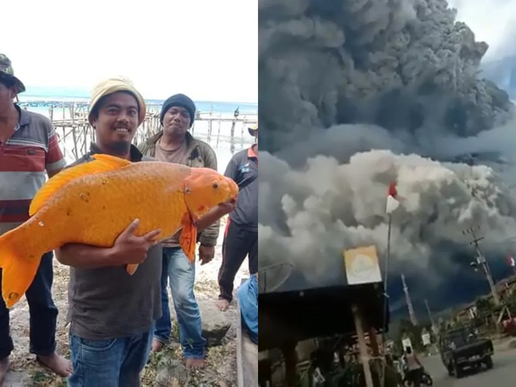 Ikan Emas 15 Kg yang ditangkap di Danau Toba dan erupsi Gunung Sinabung