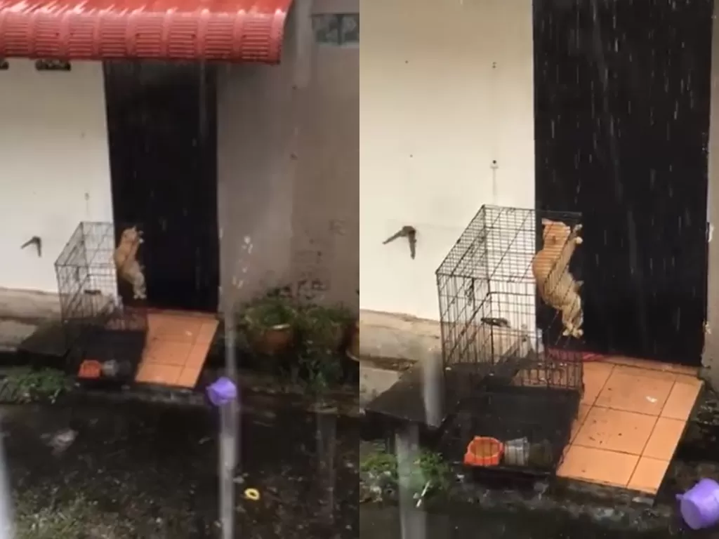 Potongan video seekor kucing yang terjebak di dalam kandangnya saat tengah hujan deras (photo/Facebook/Malaysia Animal Association)
