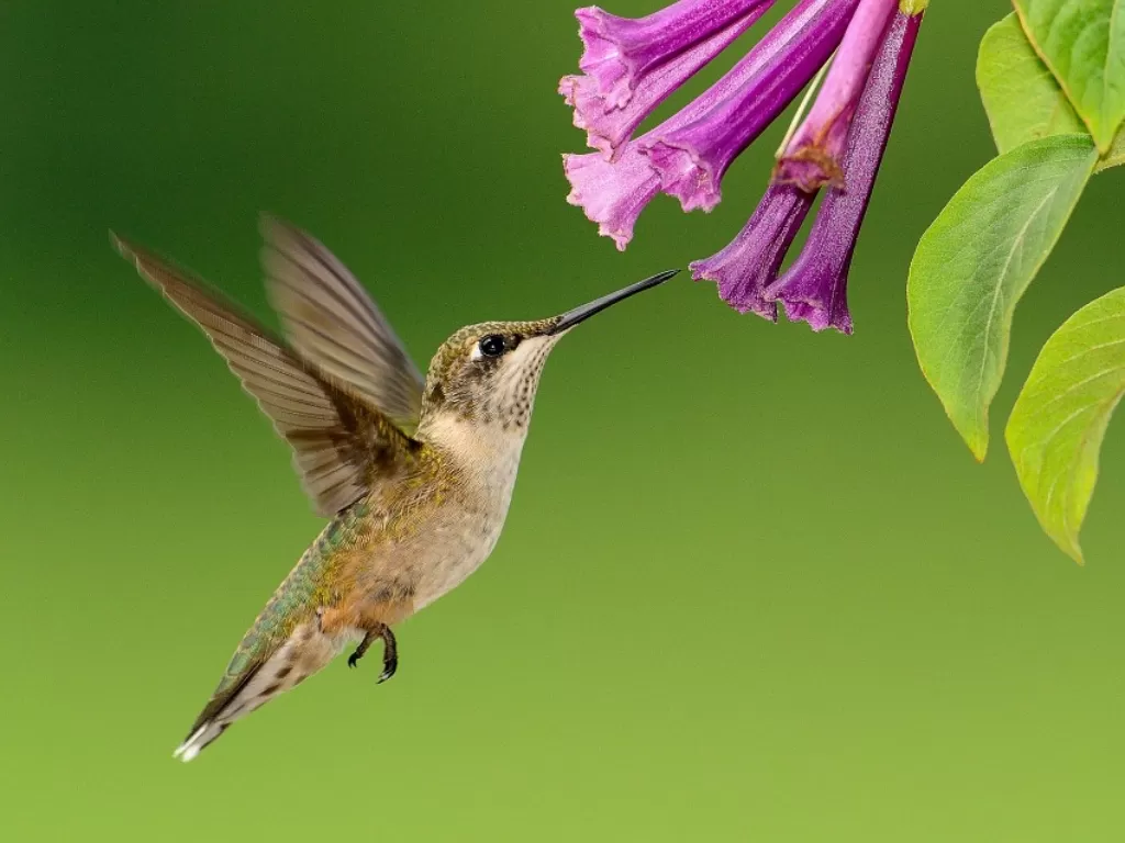 Burung kolibri. (Pixabay/skeeze)