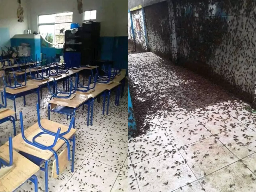 Gedung sekolah penuh jangkrik (Twitter/@sendaljaphethku)
