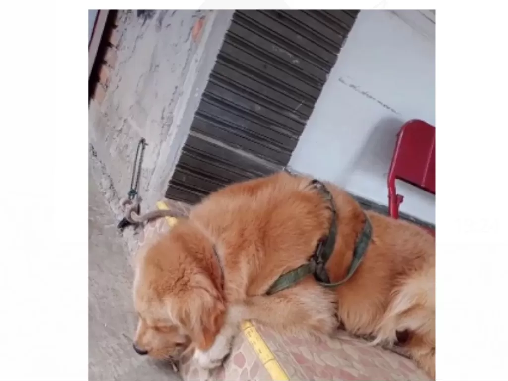 Anjing murung setelah ditinggal anaknya yang mati terlindas mobil (Tiktok)