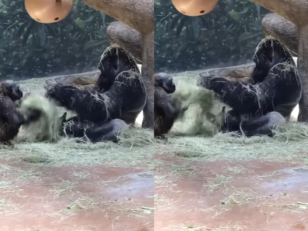 Potongan video saat gorila bermain bersama ayahnya yang bikin netizen tersenyum. (photo/Facebook/Fort Worth Zoo)
