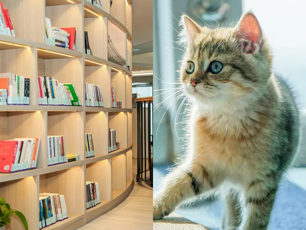 Kucing yang berada di perpustakaan di Menara Tianjin (photo/dok. chinadaily.com)