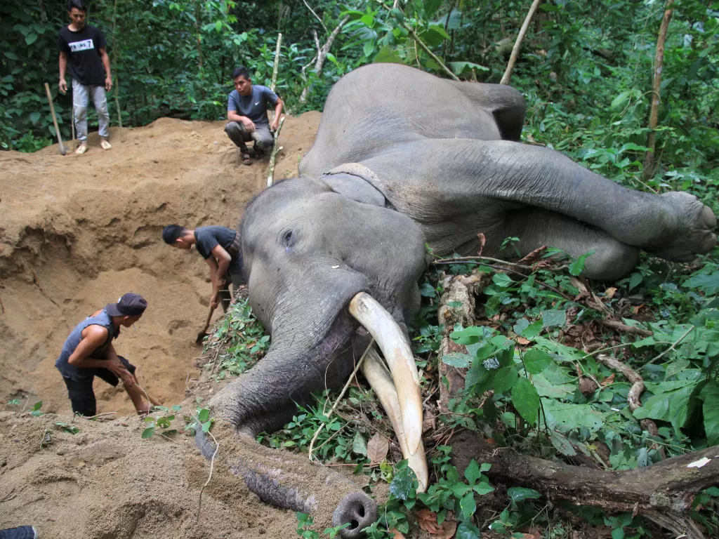 BKSDA Aceh berada di dekat bangkai gajah sumatra jinak yang mati mendadak di kawasan Conservation Response Unit Sampoiniet, Aceh Jaya, Aceh. (ANTARA/Syifa Yulinnas)