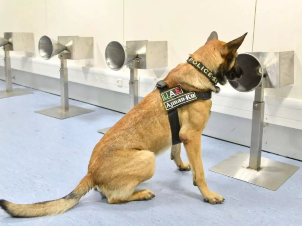 Anjing pendeteksi virus Corona di Dubai. (sfgate.com)