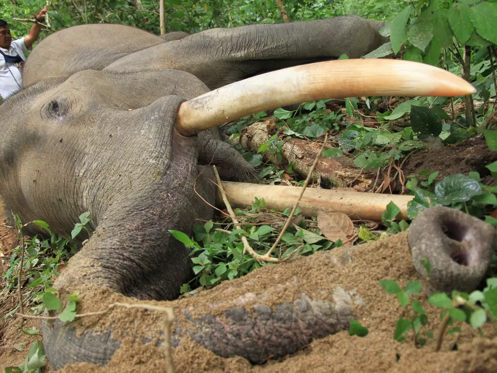 Gajah jinak jantan yang berusia 34 tahun dan diberi nama Olo tersebut ditemukan mati mendadak sekitar pukul 11.00 WIB (ANTARA FOTO/Syifa Yulinnas)