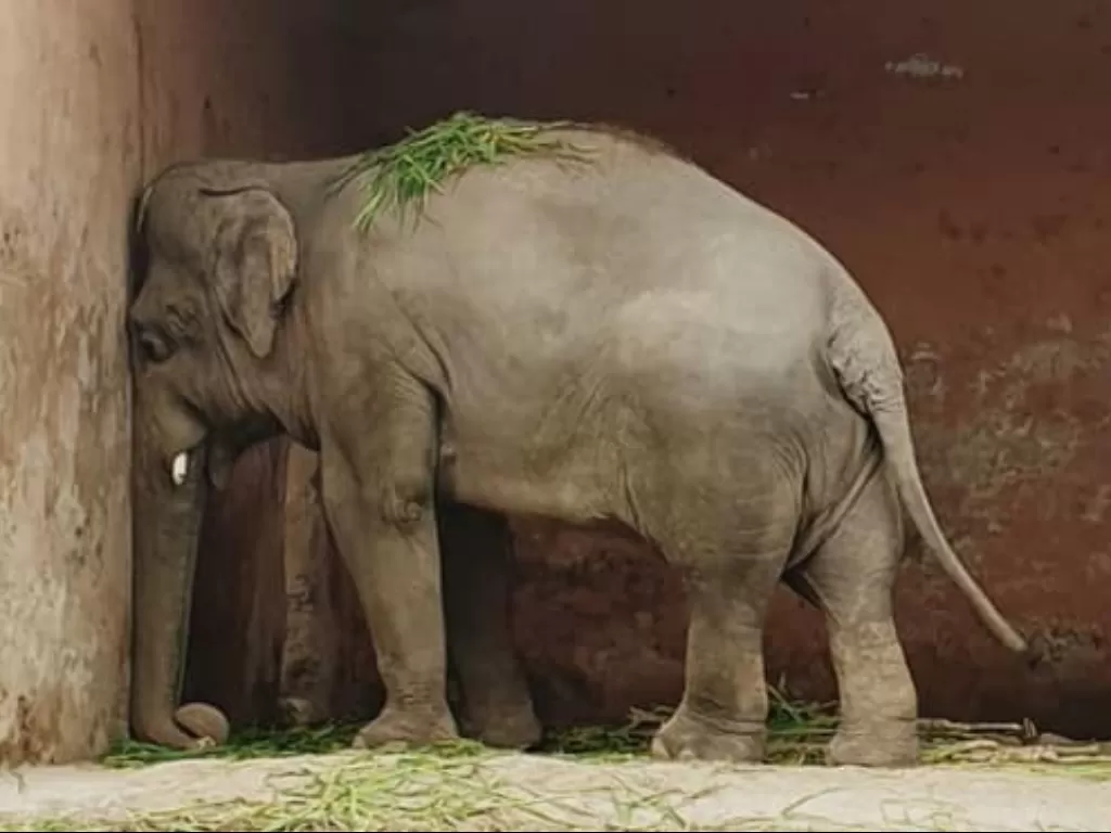 Kaavan, gajah paling kesepian di dunia dan 35 tahun teraniaya (Friends of Islamabad Zoo)
