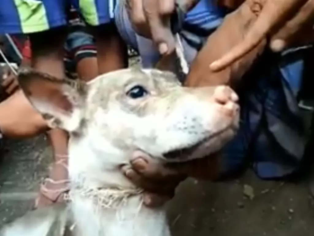 Anjing Lombok diyakini warga sebagai manusia jadi-jadihan. (Istimewa)