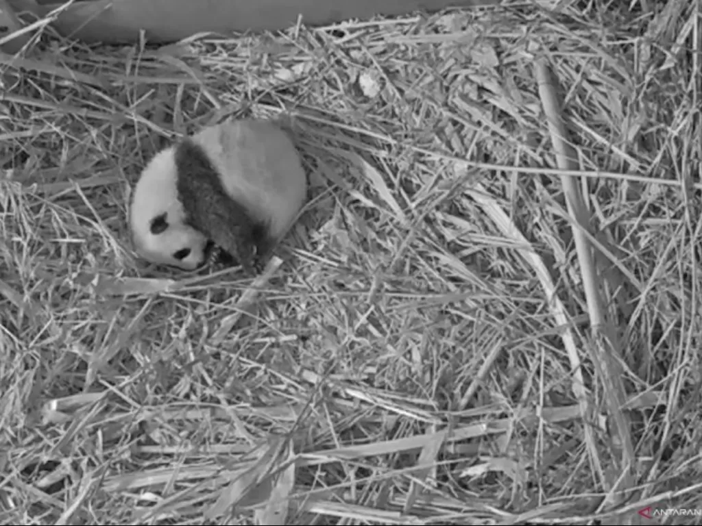 FOTO: Pengumuman Nama Anak Panda di Kebun Binatang Ouwehands (ANTARA FOTO/Xinhua-Sylvia Lederer)